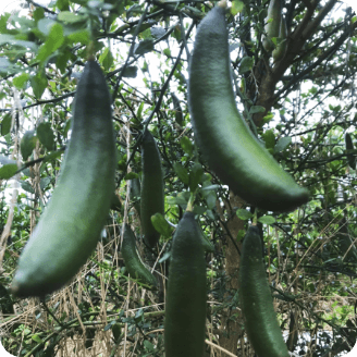 Finger Lime